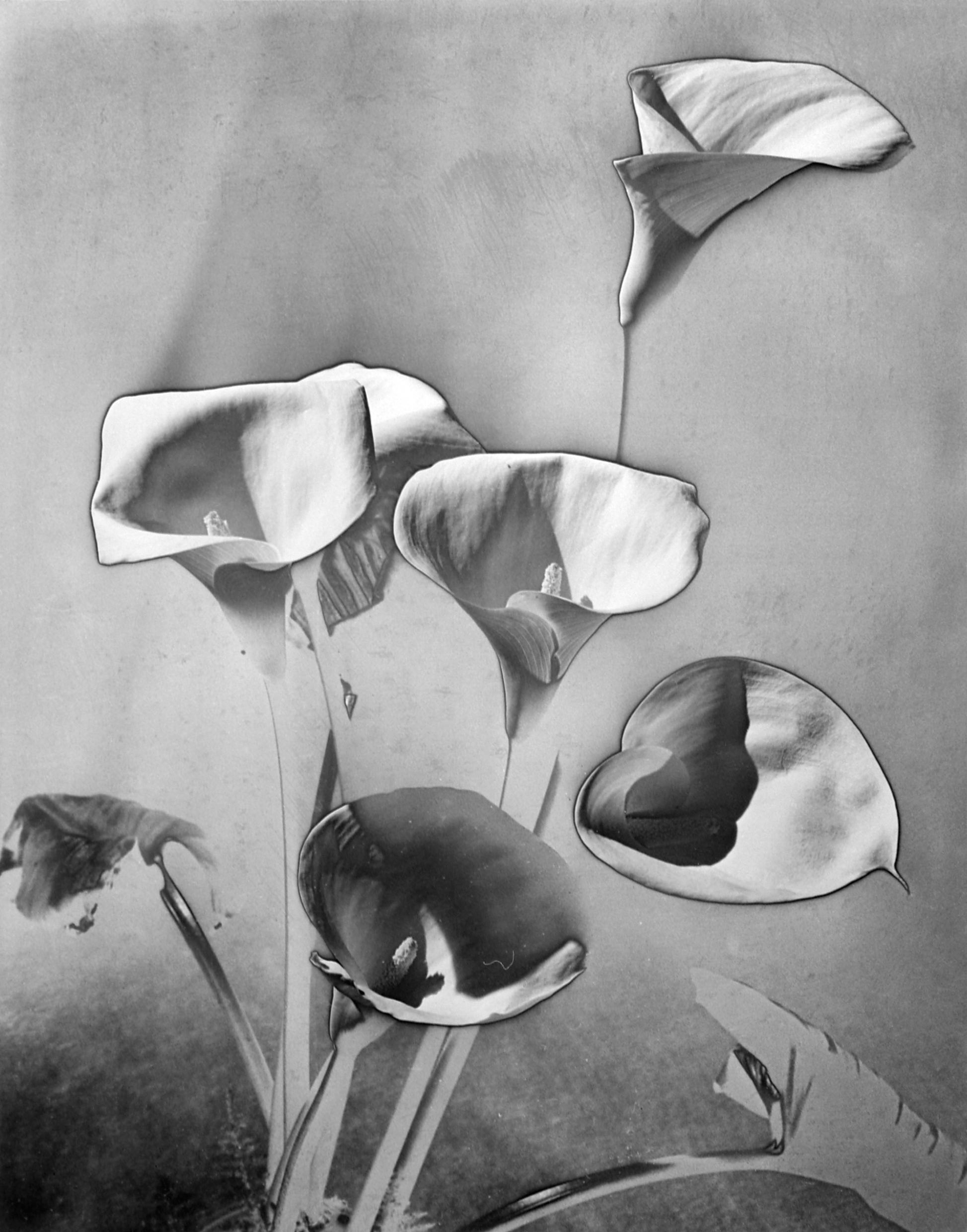 This image has an empty alt attribute; its file name is MAN_RAY-Les-Arums_MONDO_GALERIA_1-copy.jpg